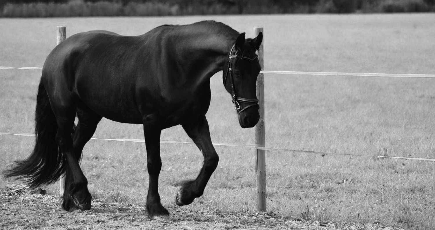 black-horse-walking-copy